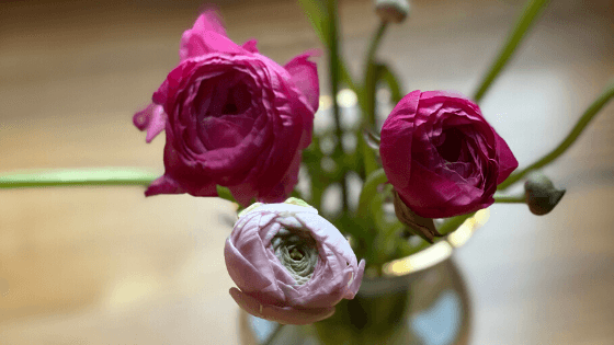 Dear Parents 🦋 - HELIADES UPF Street Clothing